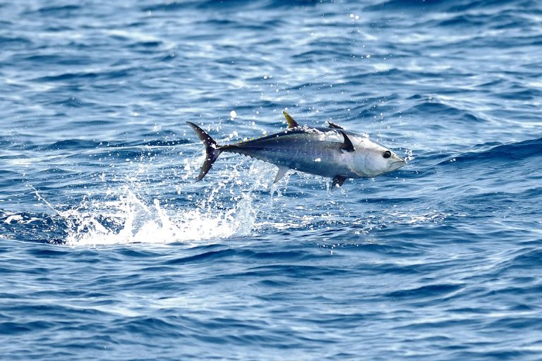 Виды морской рыбалки в Каталонии